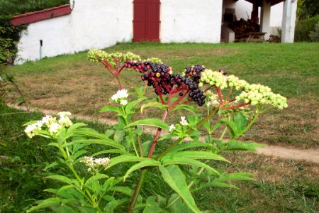 Sureau hieble (13)