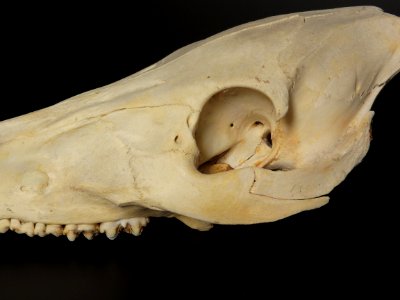 Sus scrofa - cranium (orbita)