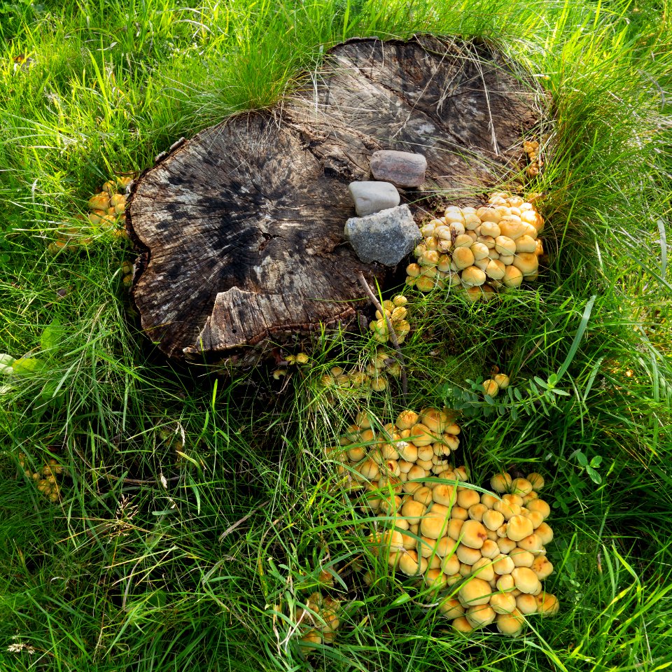 Sulphur tuft in Dalskogen 1