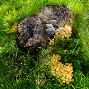 Sulphur tuft in Dalskogen 1