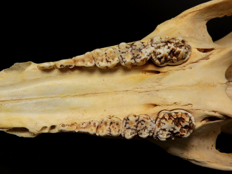 Sus scrofa - ¨maxilla (inferior view, teeth)