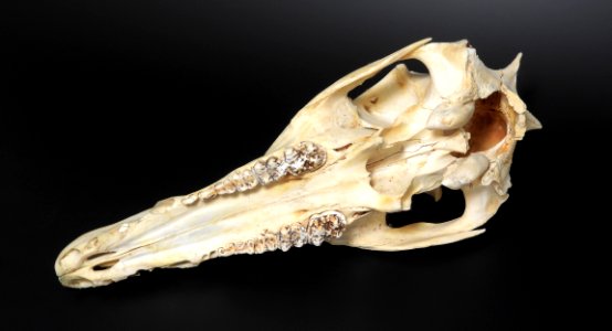 Sus scrofa - cranium (inferior view)
