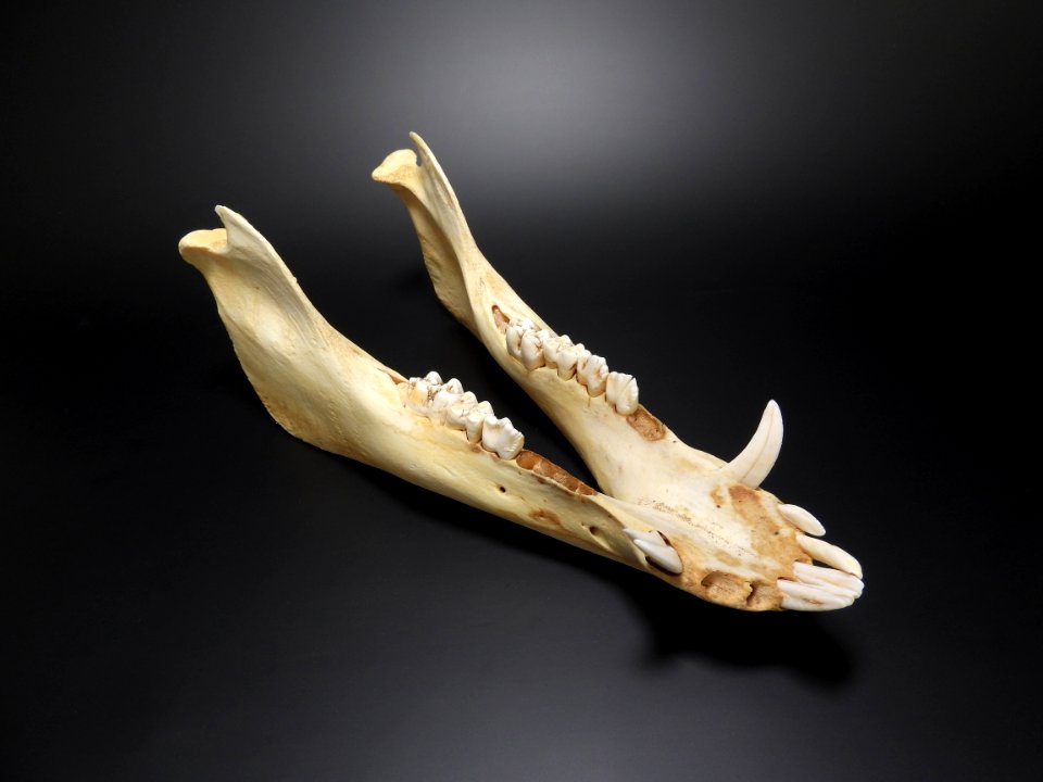 Sus scrofa - mandibula