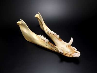 Sus scrofa - mandibula