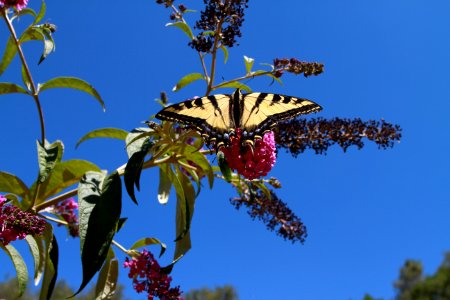 Swallowtail butterfly - Public Domain