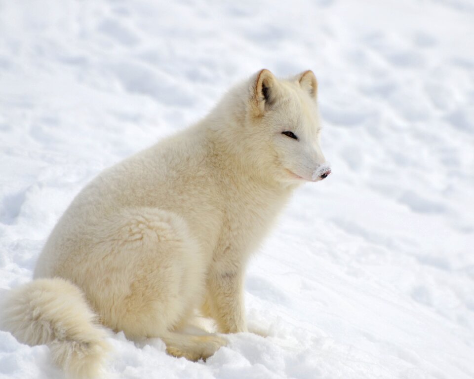 Mammal wild wilderness