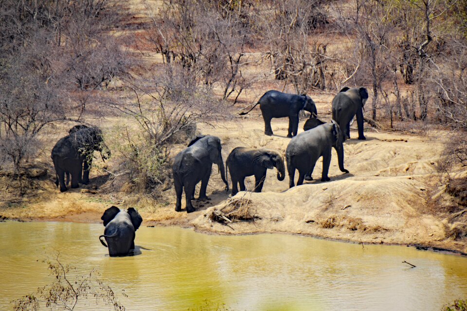 Africa national park safari
