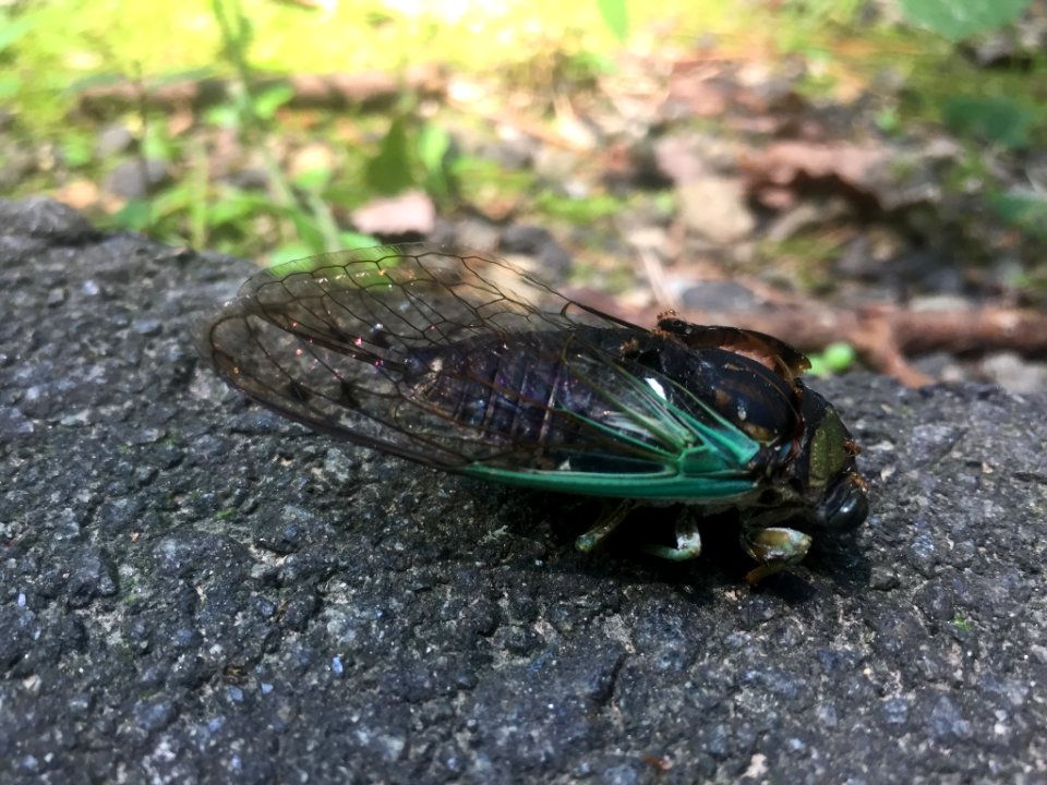 Swamp Cicada Durham NC