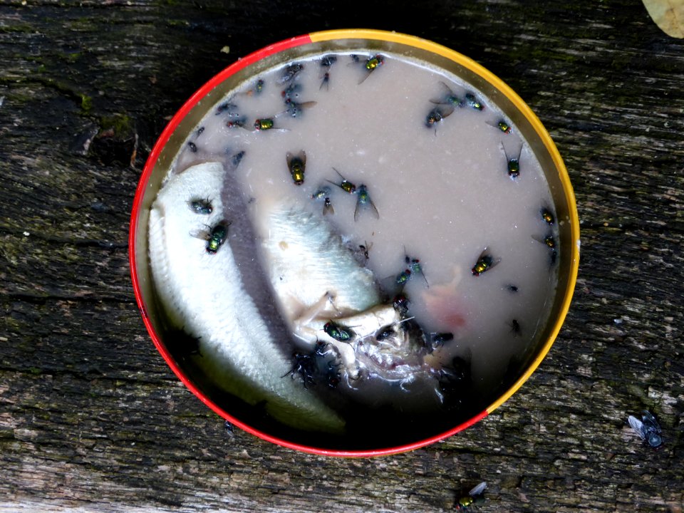 Surstroemming-dead-flies