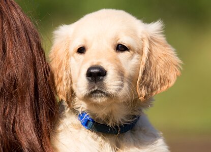 Young purebred dog in the free
