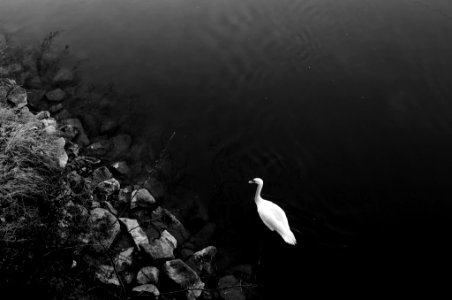 Swan (155562011) photo