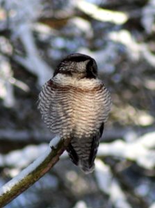 Surnia ulula Oulu 20170305 03