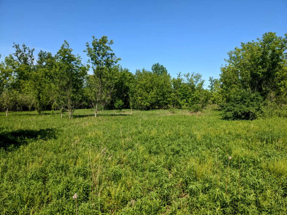 Swampland off Highland Drive in Palatine, Illinois