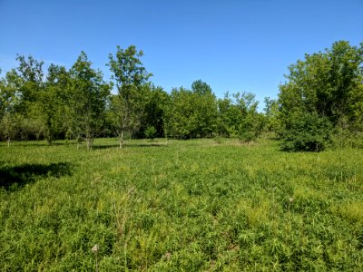 Swampland off Highland Drive in Palatine, Illinois