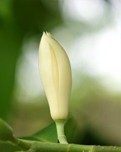Other jade flower white other fragrant flowers