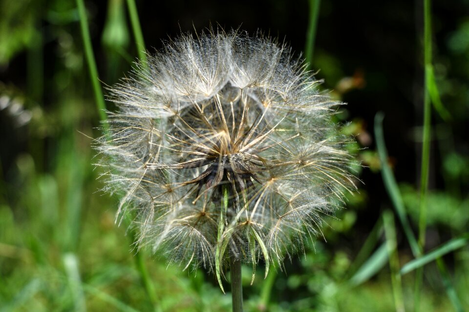 Nature seeds close up