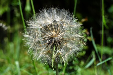 Nature seeds close up