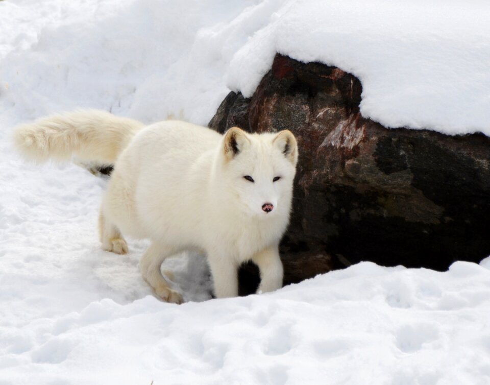 Mammal wild wilderness