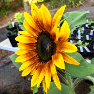 Sunflowers public domain helianthus annuus IMG 0812