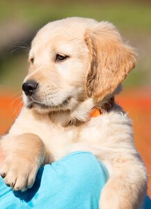 Young purebred dog in the free