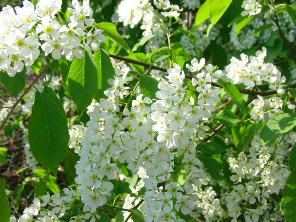 White flowers spring greens