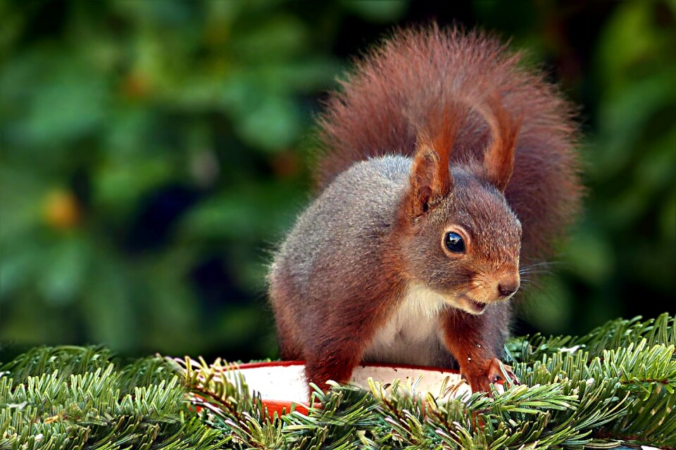 Sciurus vulgaris major foraging garden