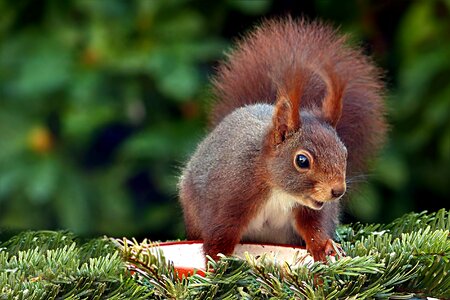 Sciurus vulgaris major foraging garden