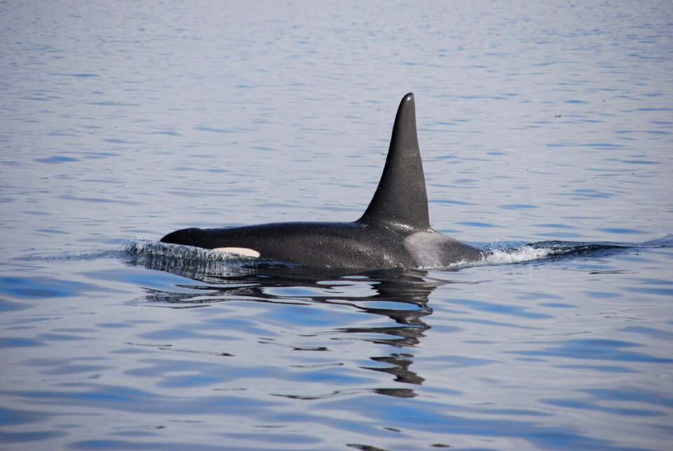 Animal mammal killer whale