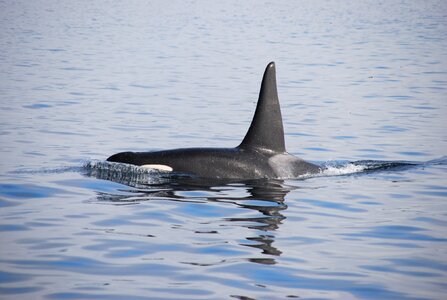Animal mammal killer whale