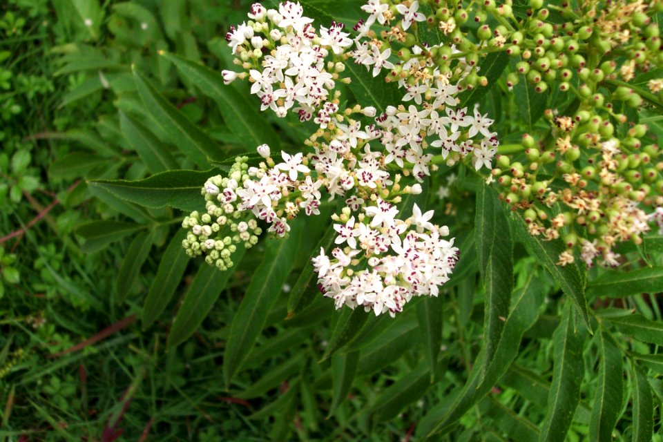 Sureau hieble (3)