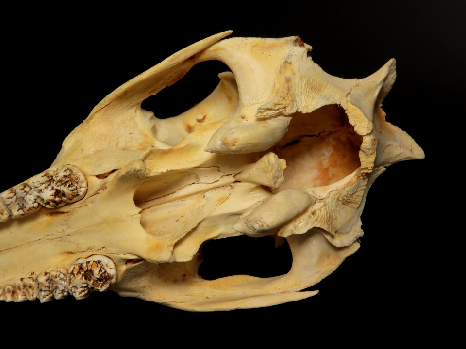 Sus scrofa - neurocranium (inferior view, detail)