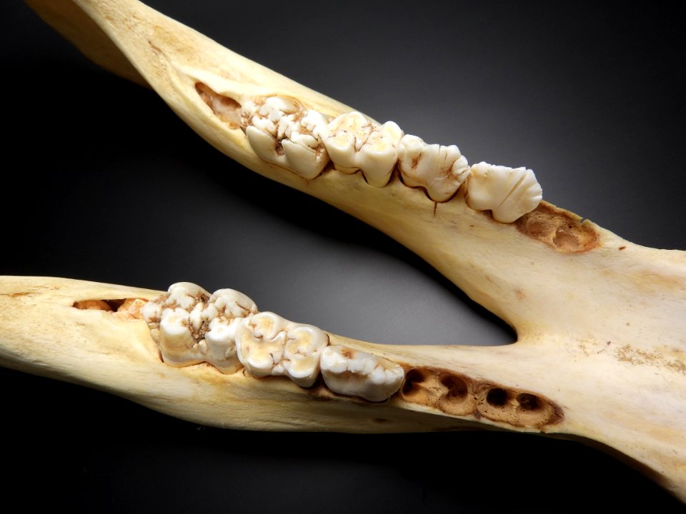 Sus scrofa - mandibula (teeth detail)
