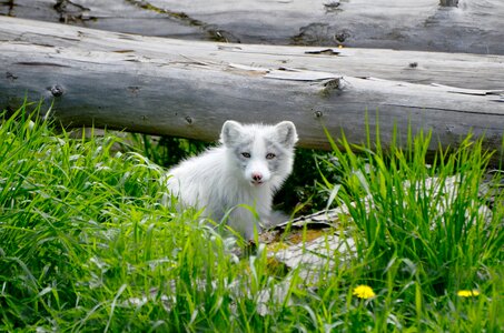 Mammal l wild wilderness