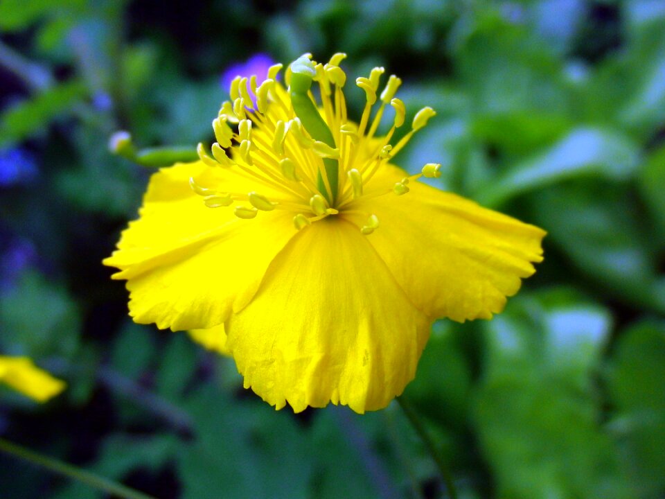 Bloom a yellow flower beautiful flower