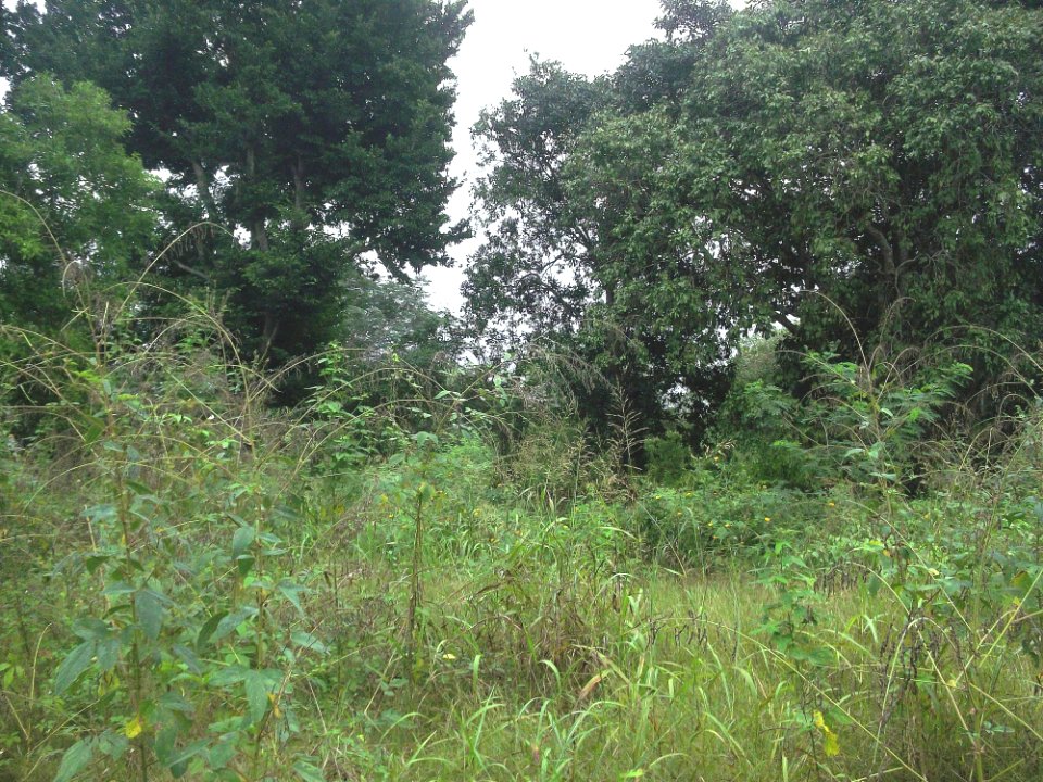 Suytunchén (Tecoh), Yucatán (02)