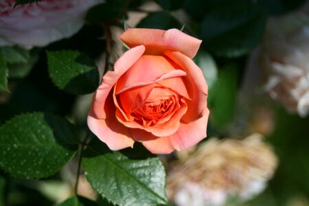 Flower rose vicky