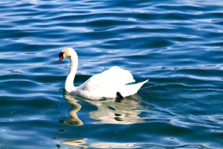 Swan (210078033) photo