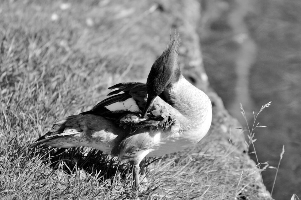 Bird poultry animal photo