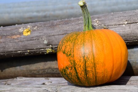 Red yellow gourd