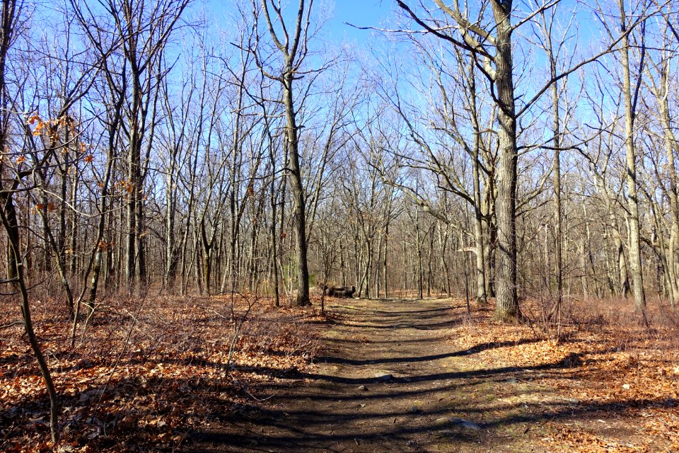 Sutherland Woods - Lexington, MA - DSC09919