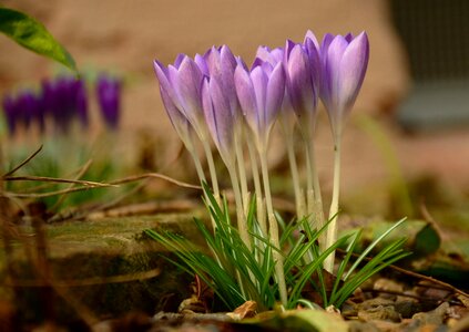 Purple bloom violet photo