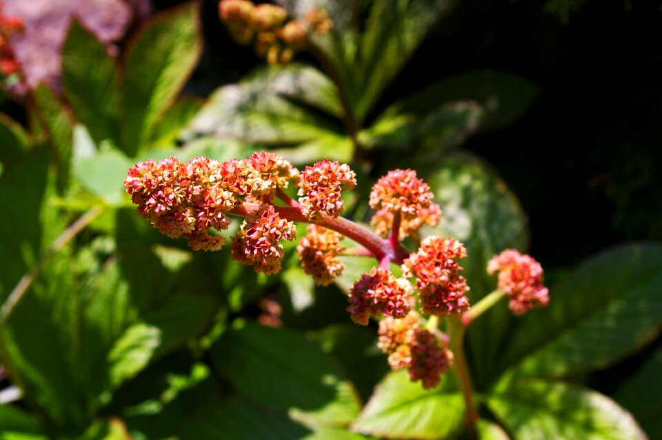 Nature plant blossom