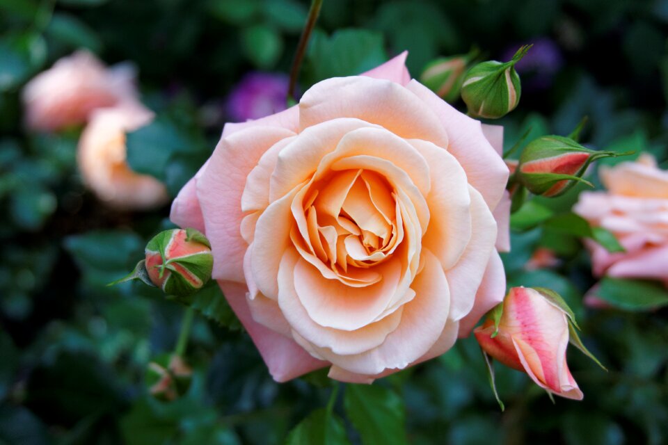 Rose flower pink rose bush