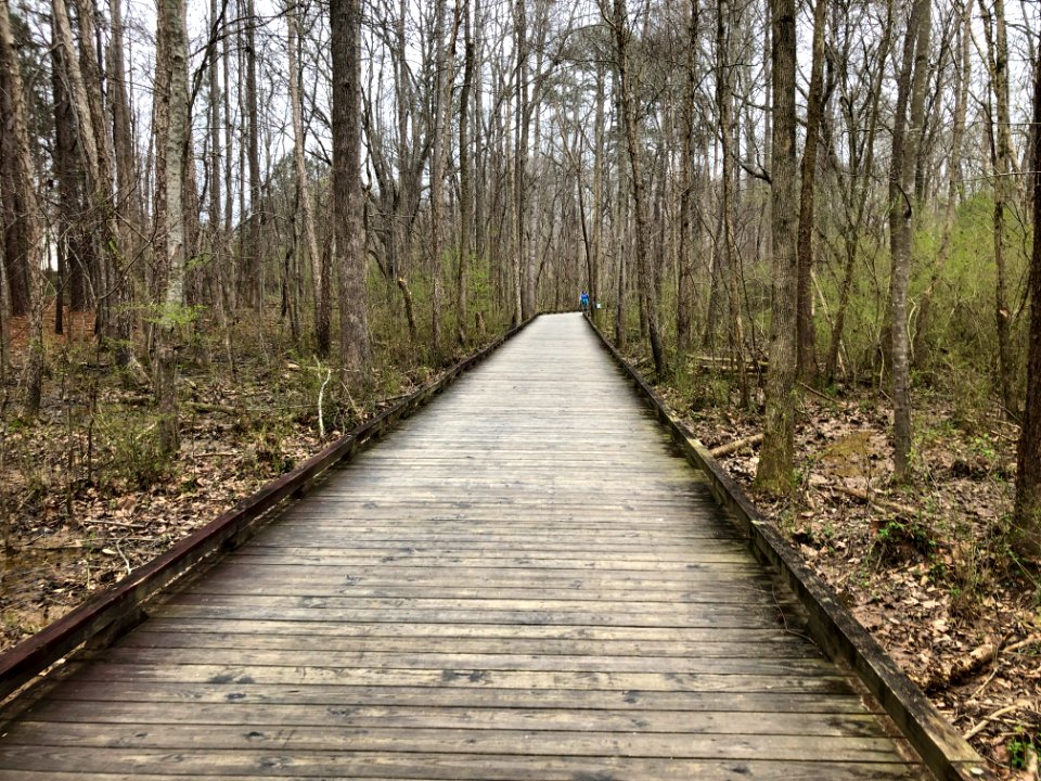 Suwanee Creek Greenway boardwalks, March 2019