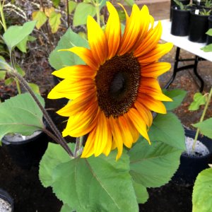 Sunflowers public domain helianthus annuus IMG 1157