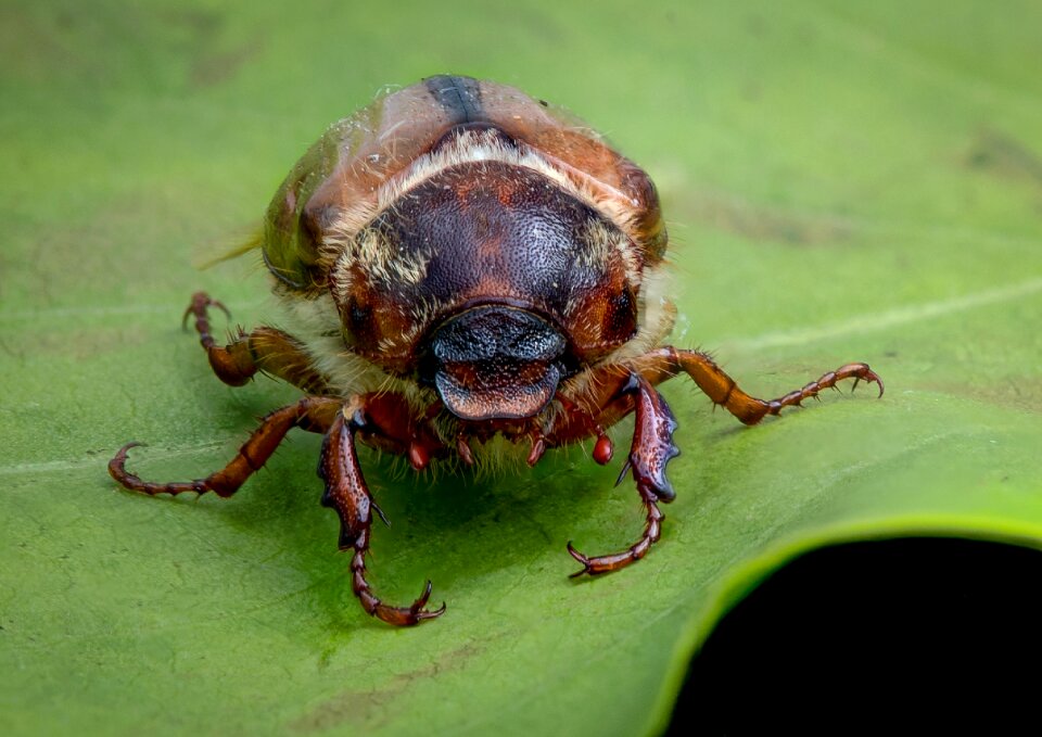 The insect macro close