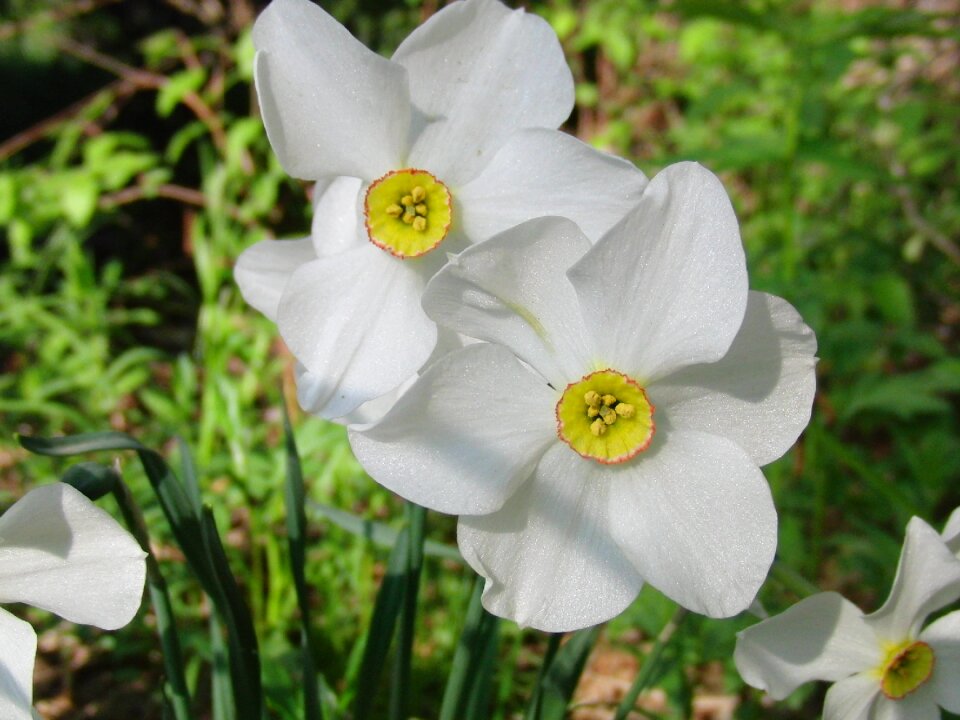 Plant flowers bloom