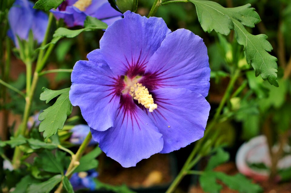Blossom bloom flower