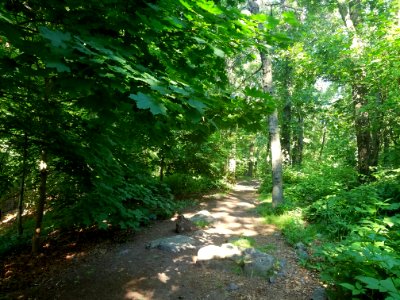 Sutherland Woods - Lexington, MA - 20200621 083022
