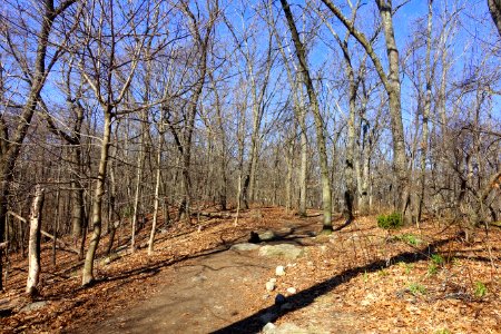 Sutherland Woods - Lexington, MA - DSC09916